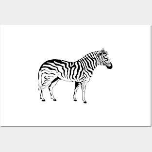 Zebra Posters and Art